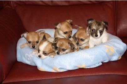 Super s��e MINI chihuahua welpen mit Pap