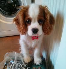 S??e Cavalier king charles Welpen