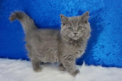 Ragdoll katze mit papieren