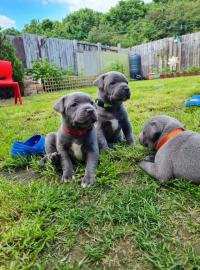 Blue Staffordshire Bull Terrier Welpen