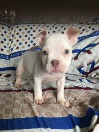 American Pocket Bully Welpen