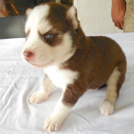 Entz�ckende Siberian Husky-Welpen