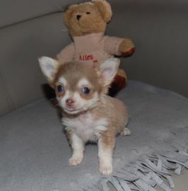 Chihuahua Welpen R�de Langhaar