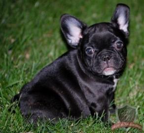 Fran�sische Bulldoggen 4 Jungs und 3 M�d