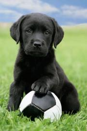 Z�rtlich Labrador Welpen zur Annahme - 1
