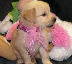 Z�rtlich Labrador Welpen zur Annahme - 1