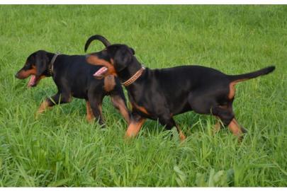 Dobermann Welpen aus gesunder Zucht