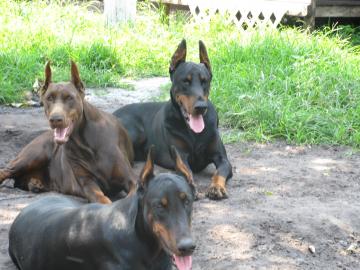 Dobermann Welpen aus gesunder Zucht