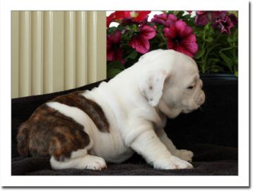 S��er English Bulldoggen Welpen m.  Stamm