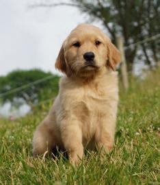 Golden Retriever puppies
