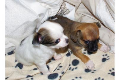 Chihuahua-Welpen*~*MINI*~* zuckers�ss*~*