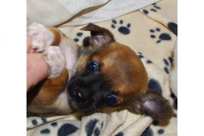 Chihuahua-Welpen*~*MINI*~* zuckers�ss*~*