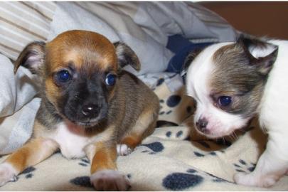 Chihuahua-Welpen*~*MINI*~* zuckers�ss*~*