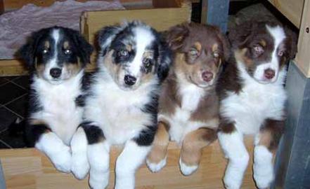 Australian Shepherd Welpen mit Papiere