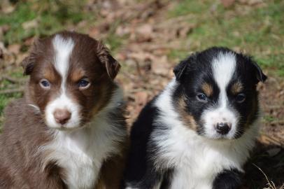 Australian Shepherd Welpen mit Papiere