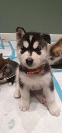 Atemberaubender Siberian Husky-Welpen zu
