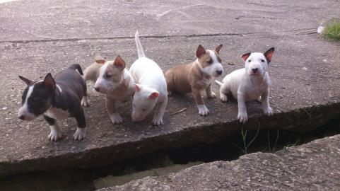 Miniature Bull Terrier Welpen geimpft,
