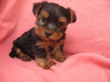 SEHR SH�NE YORKSHIRE TERRIER!