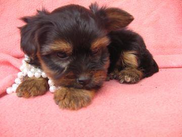 SEHR SH�NE YORKSHIRE TERRIER!