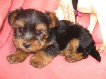 SEHR SH�NE YORKSHIRE TERRIER!