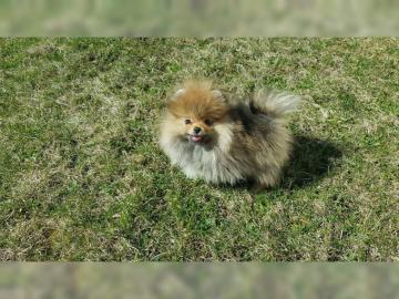 Pomeranian Zwergspitz Babys