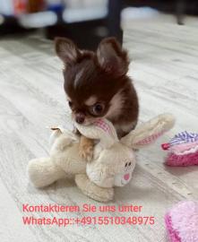 s��e MINI chihuahua welpen mit Papieren
