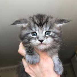 Wundersch�ne Maine-Coon-Katzen abzugeben