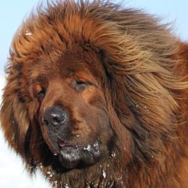 Tibetan mastiff - red, black