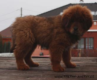 Tibetan mastiff - red, black