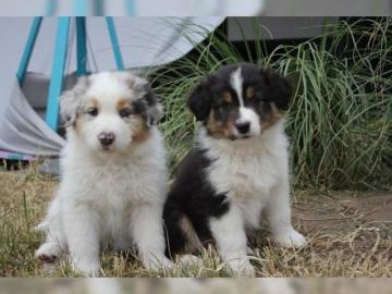 S�sse Wundersch�ne Australian Shepherd W