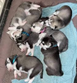 Wundersch?ne Siberian Husky Welpen zu ve