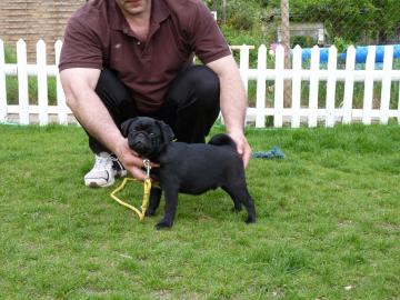 Mops Welpen beige und schwarz mit Papier