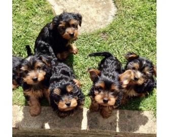 S??e Yorkshire-Terrier-Welpen