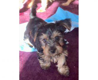 S??e Yorkshire-Terrier-Welpen