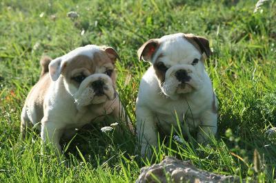 Wundersch�ne English Bulldog Welpen in