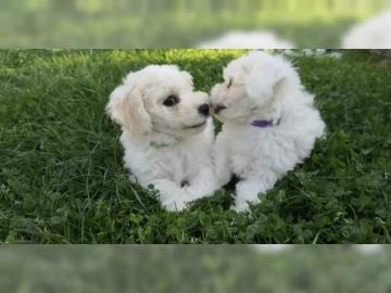 Bichon Frise Welpen