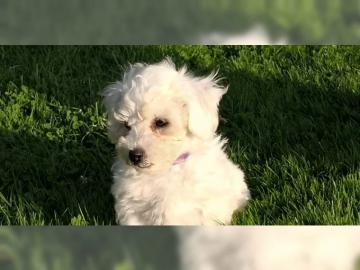 Bichon Frise Welpen