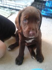 Labrador Retriever Welpen zu verkaufen w
