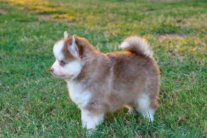 S��e Pomsky-Welpen zu verkaufen! WhatsA