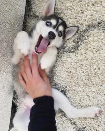 Brillante Husky-Welpen