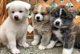 Akita Inu welpen 4 Jungs und 3 M�dchen m