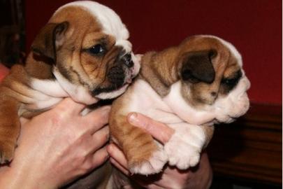 wundersch�ne engl.  Bulldoggen-Welpen