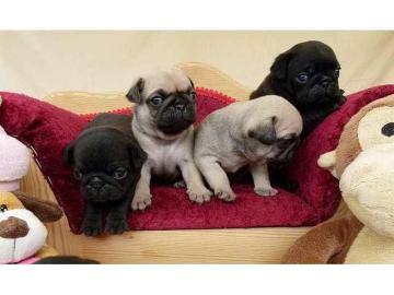 Mini Mops welpen geimpft,+32466492901