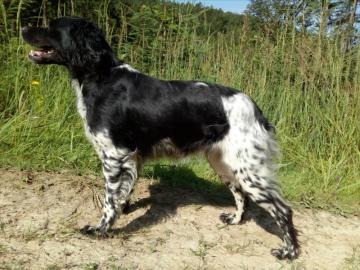 Epagneul Breton - Welpe mit Stammbaum