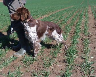 Epagneul Breton - Welpe mit Stammbaum