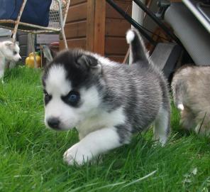 Bildh�bscher Siberian Husky sucht ei