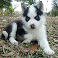 Bildh�bscher Siberian Husky sucht ei