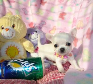 Superkleine Chihuahua und Chihuahua-Mix