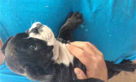 Franz�sische Bulldoggen Welpen aus seri�