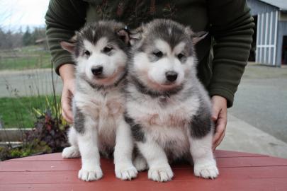 Sch�ne Welpen des alaskischen Malamute f